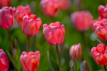 Fototapeta premium Bunch of red tulips. Close up spring flowers. Amazing red pink tulips blooming in garden. Tulip flower plants landscape. Spring blossom background. Spring blossom red and green background.
