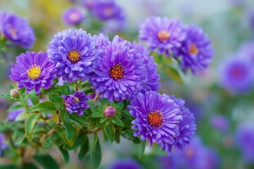 Obraz premium Purple Aster Flower in Bloom