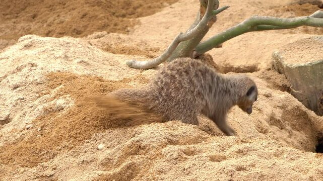 Meerkat digging a hole