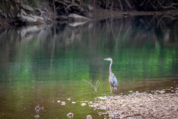 great blue heron