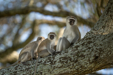 Three black faced monkeys sitting on a tree