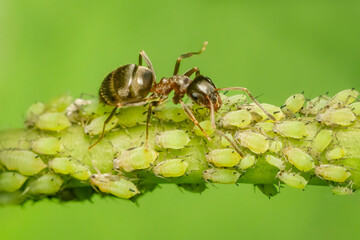 Ant protecting its herd of aphids from predators in order to get honewdew secreted by the aphids