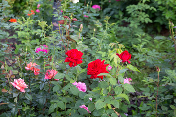 Flowering roses on the flowerbed in the park. Landscape design, perennial plants.