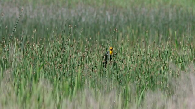 Male Yellow-headed Blackbird sings in a marsh, with sound, part 3 of 3