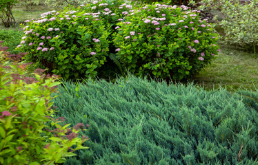 Fragment of the park with landscape design. Ornamental shrubs - spirea and juniper.