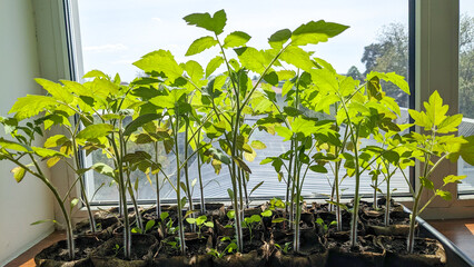 Tomato seedlings growing in biodegradable pots on a sunny windowsill. The young green tomatoes plants reach upward, soaking in natural light, preparing for transplanting into a garden.