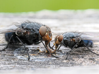 Deux Calliphora vicina (mouches bleues) en interaction – vue macro sur support bois