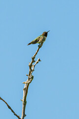 Ruby-throated hummingbird