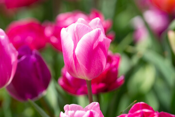 Tulips field in spring time. Closeup tulip flowers background. Colorful tulip flowering in the garden. Soft focus. Bunch of tulips blurred bokeh background. Tulips blooming in garden.
