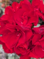 The beauty of nature is flowers and with whom there is a lot of joy, there are many kinds of...
