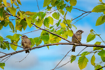 Two house sparrows on a branch