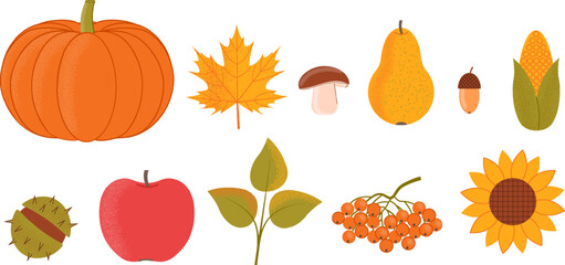 Autumn fruits and plants set. Vector illustration.