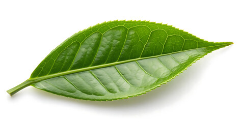 Obraz premium green leaf isolated on white