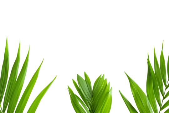 Green palm leaves isolated on transparent background
