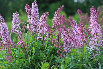 Dictamnus albus. Diptam known as burning bush or fraxinella.