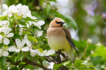 Waxwing in the tree flowers