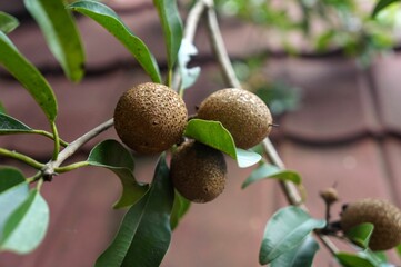 Close-up of ripe sapodilla fruits hanging from a tree branch with green leaves, set against a tiled...