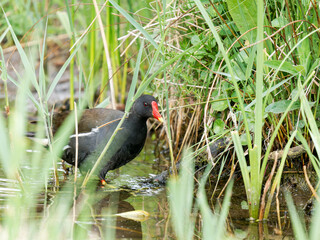 Gallinule poule-d’eau (Gallinula chloropus) au bord de l’eau au Parc du Marquenterre