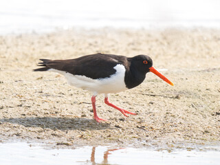 Huîtrier pie (Haematopus ostralegus) en quête de nourriture au bord de l’eau, Parc du...
