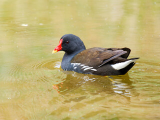 Gallinule poule-d’eau (Gallinula chloropus) nageant sur l’eau au Parc du Marquenterre
