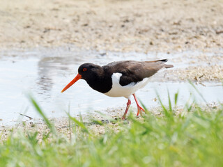Huîtrier pie (Haematopus ostralegus) en quête de nourriture au bord de l’eau, Parc du Marquenterre