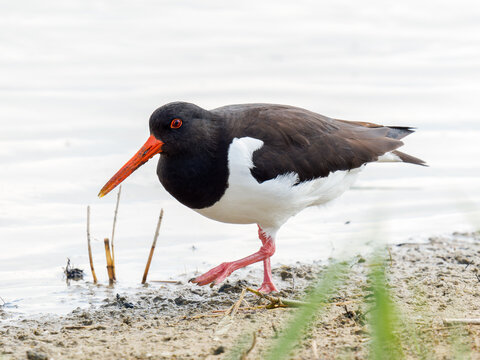 Hu&icirc;trier pie (Haematopus ostralegus) en qu&ecirc;te de nourriture au bord de l&rsquo;eau, Parc du Marquenterre