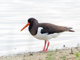 Huîtrier pie (Haematopus ostralegus) en quête de nourriture au bord de l’eau, Parc du Marquenterre