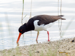Huîtrier pie (Haematopus ostralegus) en quête de nourriture au bord de l’eau, Parc du Marquenterre