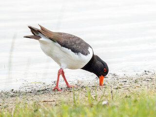 Huîtrier pie (Haematopus ostralegus) en quête de nourriture au bord de l’eau, Parc du Marquenterre