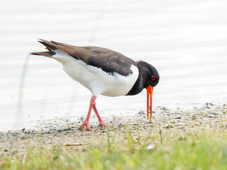 Huîtrier pie (Haematopus ostralegus) en quête de nourriture au bord de l’eau, Parc du...