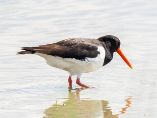 Huîtrier pie (Haematopus ostralegus) en quête de nourriture au bord de l’eau, Parc du Marquenterre
