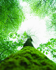 green leaves in the forest