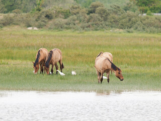 Chevaux Konik polski broutant en zone humide avec des hérons garde-bœufs (Bubulcus ibis) au Parc...