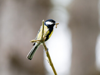 Mésange charbonnière (Parus major) avec une proie dans le bec, perchée sur une branche ornée de...