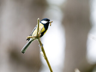 Mésange charbonnière (Parus major) avec une proie dans le bec, perchée sur une branche ornée de toiles d’araignée
