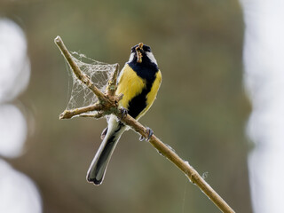 Mésange charbonnière (Parus major) avec une proie dans le bec, perchée sur une branche ornée de toiles d’araignée