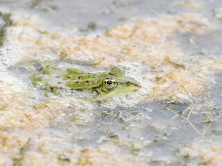 Grenouilles vertes (Pelophylax spec.) en surface d’eau, partiellement immergées en zone humide – Parc du Marquenterre
