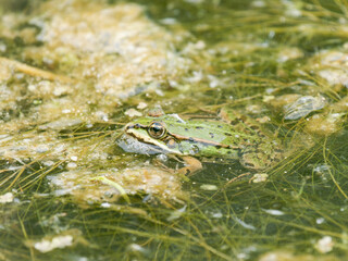 Grenouilles vertes (Pelophylax spec.) en surface d’eau, partiellement immergées en zone humide – Parc du Marquenterre