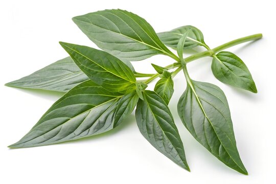 fresh Andrographis paniculata leaves