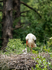 Cigognes blanches (Ciconia ciconia) au nid avec leurs petits au Parc du Marquenterre