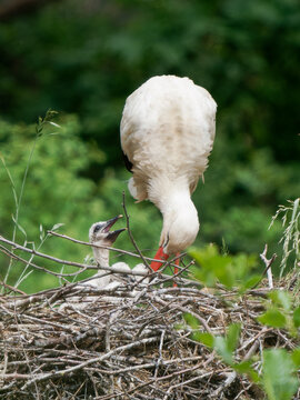 Cigognes blanches (Ciconia ciconia) au nid avec leurs petits au Parc du Marquenterre
