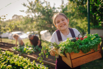 Young girl harvesting vegetables in family garden
