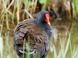 Gallinule poule-d’eau (Gallinula chloropus) au bord de l’eau au Parc du Marquenterre
