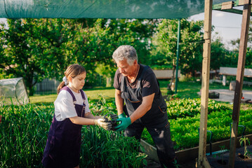 Grandfather and granddaughter planting seedlings in vegetable garden