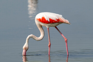 Fenicottero rosa (Phoenicopterus roseus)