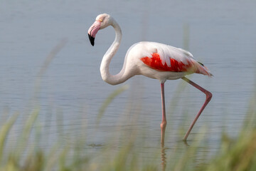 Fenicottero rosa (Phoenicopterus roseus)