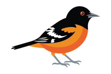 Fototapeta premium Beautiful oriole bird vector illustration perched on branch with vivid colors