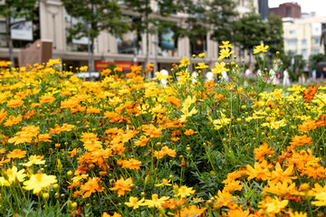 Urban flowerbed with bright yellow and orange cosmos flowers against the backdrop of city...