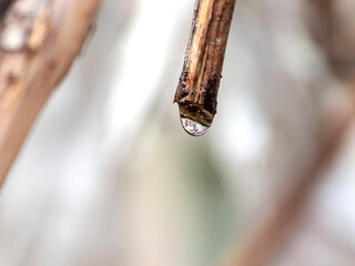 The vine is crying, a drop of juice on a cut branch