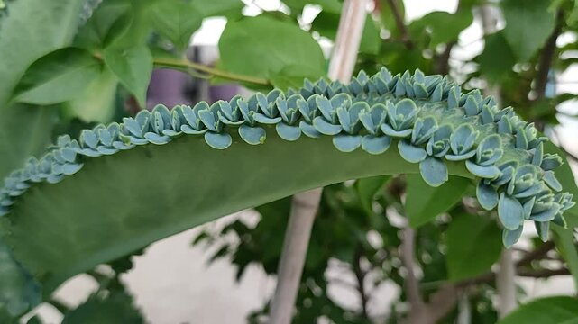 4k close up macro video clip of vegetative non flowering  reproduction process from the leaf of mother of thousands plant